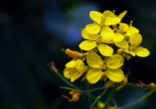 The Golden Allure of Yellow Mustard by Shahnaz Parvin