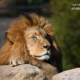 The King - Basking in the Sun by Leanne Lindsay