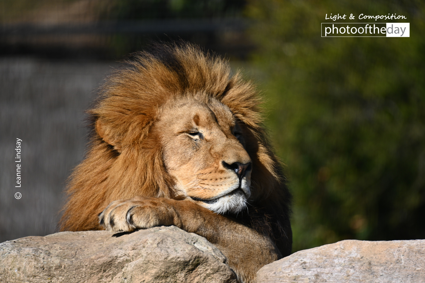 The King - Basking in the Sun by Leanne Lindsay