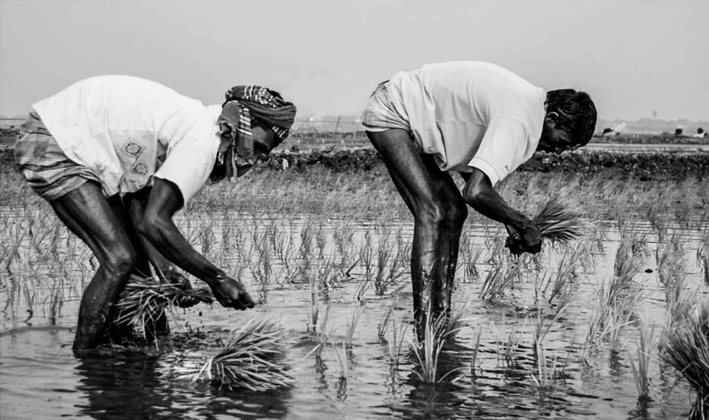 The Farmer's Plight by Shahnaz Parvin