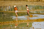 The Timeless Rhythm of Agricultural Life by Shahnaz Parvin