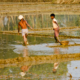 The Timeless Rhythm of Agricultural Life by Shahnaz Parvin