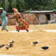 Tirelessly Harvesting Rice by Shahnaz Parvin