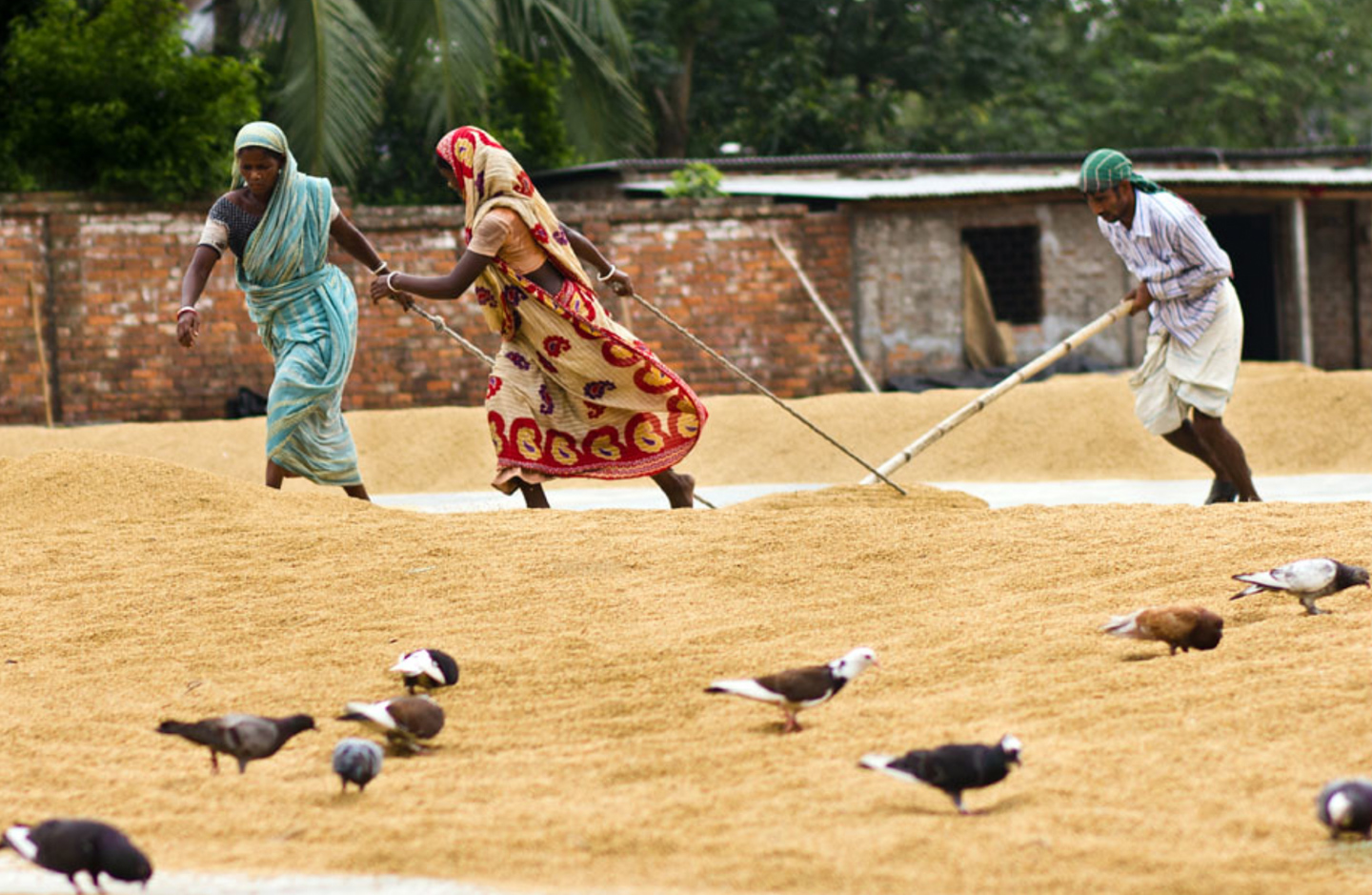 Tirelessly Harvesting Rice by Shahnaz Parvin