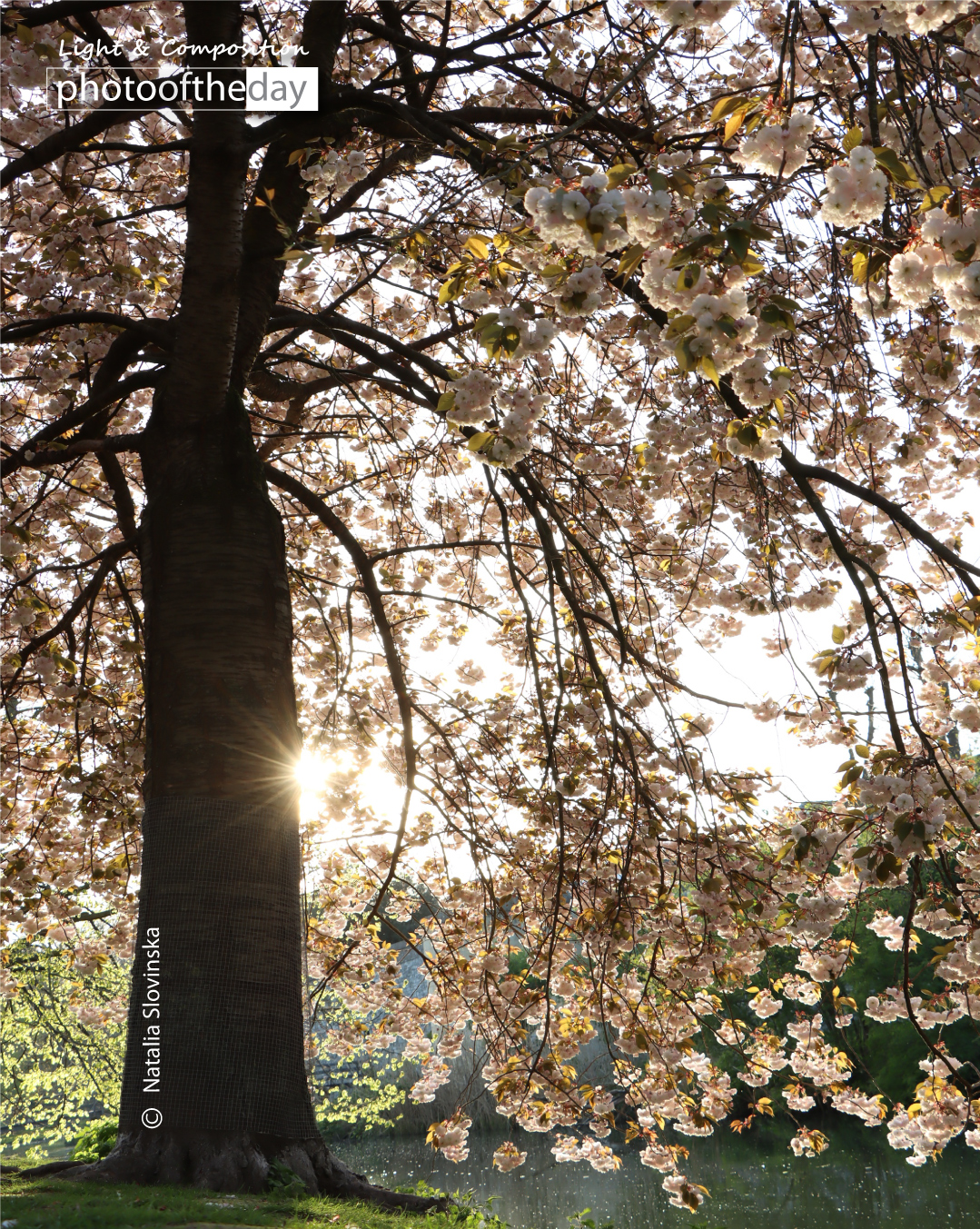 Under the Tree Full of Flowers by Natalia Slovinska