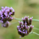 Weeds in the Grass by Leanne Lindsay