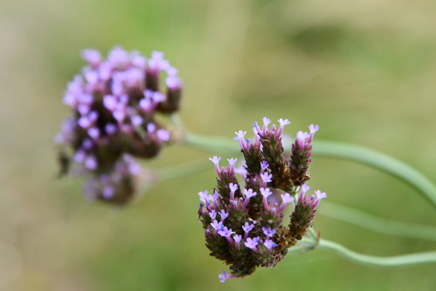 Weeds in the Grass by Leanne Lindsay