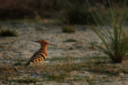 Winter Reverie with the Hoopoe by Saniar Rahman Rahul