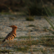 Winter Reverie with the Hoopoe by Saniar Rahman Rahul