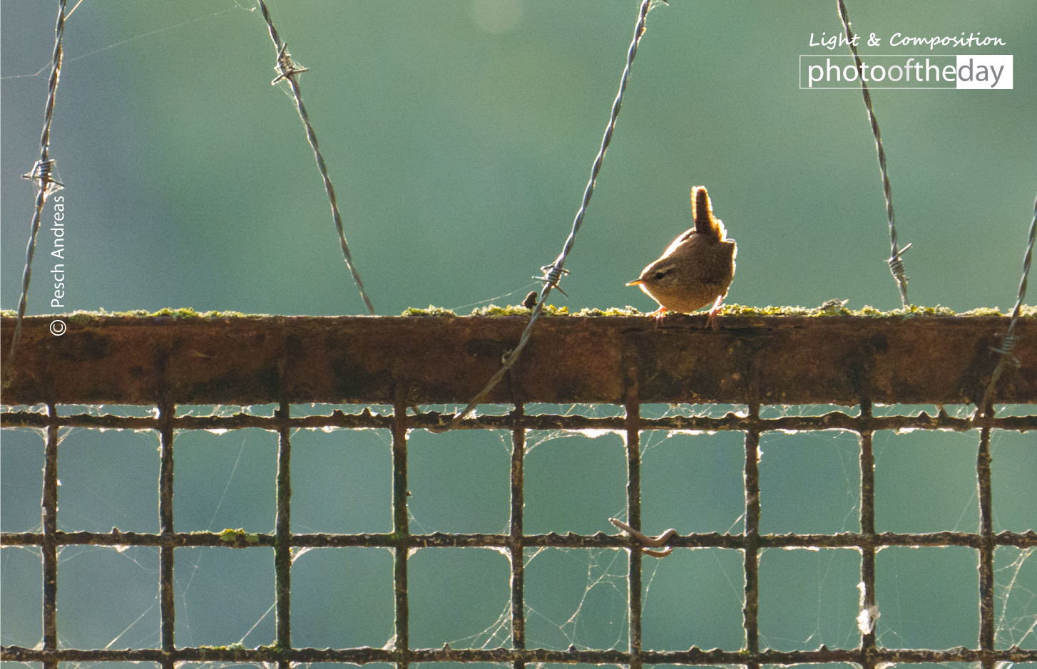 Wren in the Backlight by Pesch Andreas