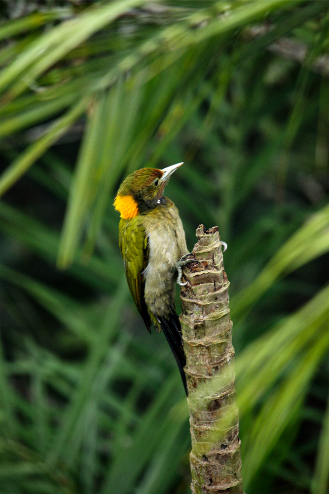 Yellownape Graces a Golpata Tree by Saniar Rahman Rahul