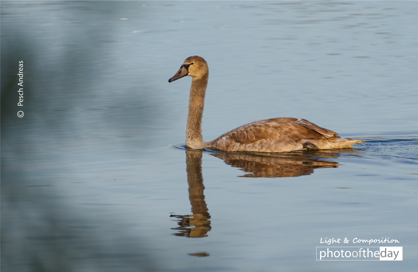 Young Swan Looking Very Content by Pesch Andreas