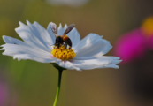 A Bee Delicately Extracting Honey by Shahnaz Parvin