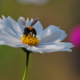 A Bee Delicately Extracting Honey by Shahnaz Parvin