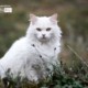 A White Cat by Silvia Bukovac Gasevic