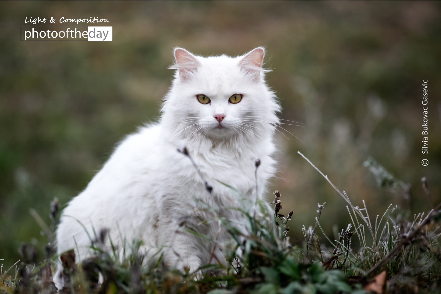 A White Cat by Silvia Bukovac Gasevic