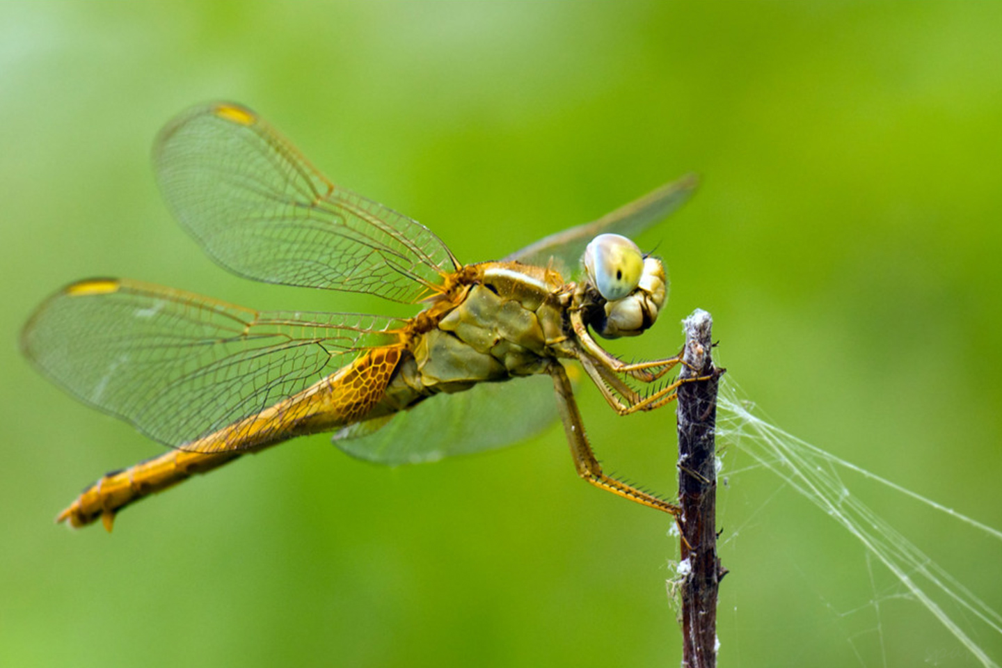 An Ethereal Glow by Shahnaz Parvin