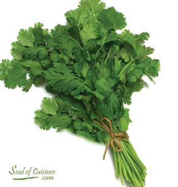 Fresh Coriander Leavese