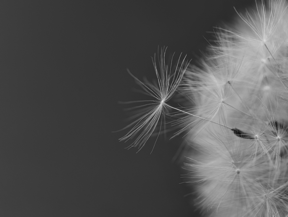 dandelion 1