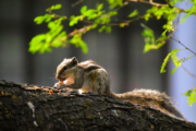 Indian Palm Squirrel by Syed Asir Ha-Mim Brinto