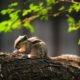 Indian Palm Squirrel by Syed Asir Ha-Mim Brinto