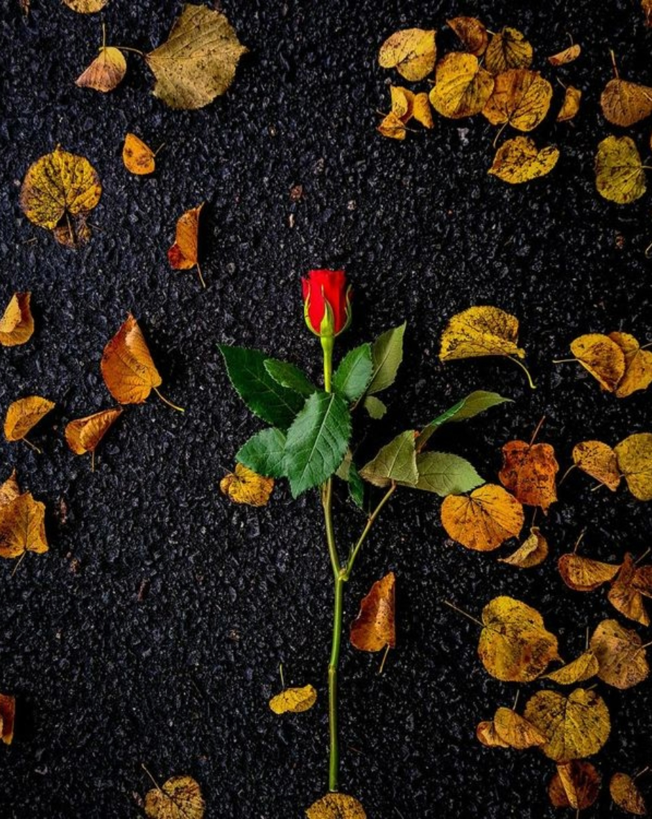 The Fallen Rose by Suraj Krishnamurthy Cheemangala