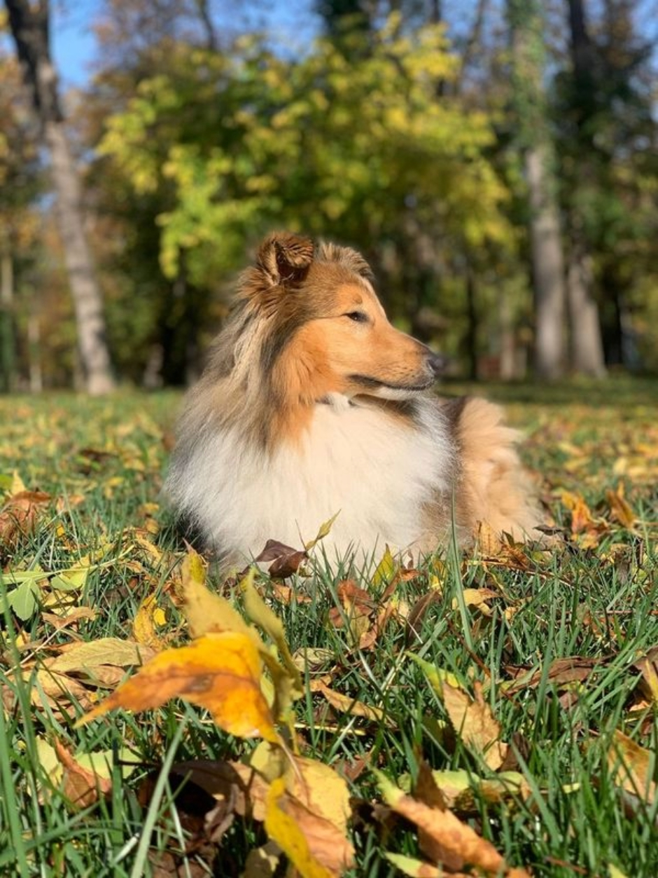 A Shetland Sheepdog by Klara Marciniak