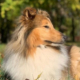 A Shetland Sheepdog by Klara Marciniak