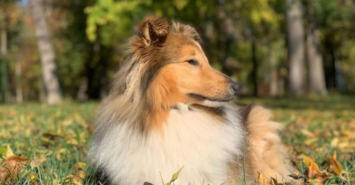 A Shetland Sheepdog by Klara Marciniak