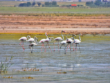 Flamingo Flamenco by Sarvenaz Saadat