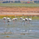 Flamingo Flamenco by Sarvenaz Saadat