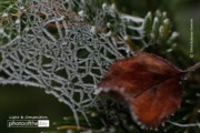 Frozen Spider Web by Silvia Bukovac Gasevic