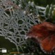 Frozen Spider Web by Silvia Bukovac Gasevic