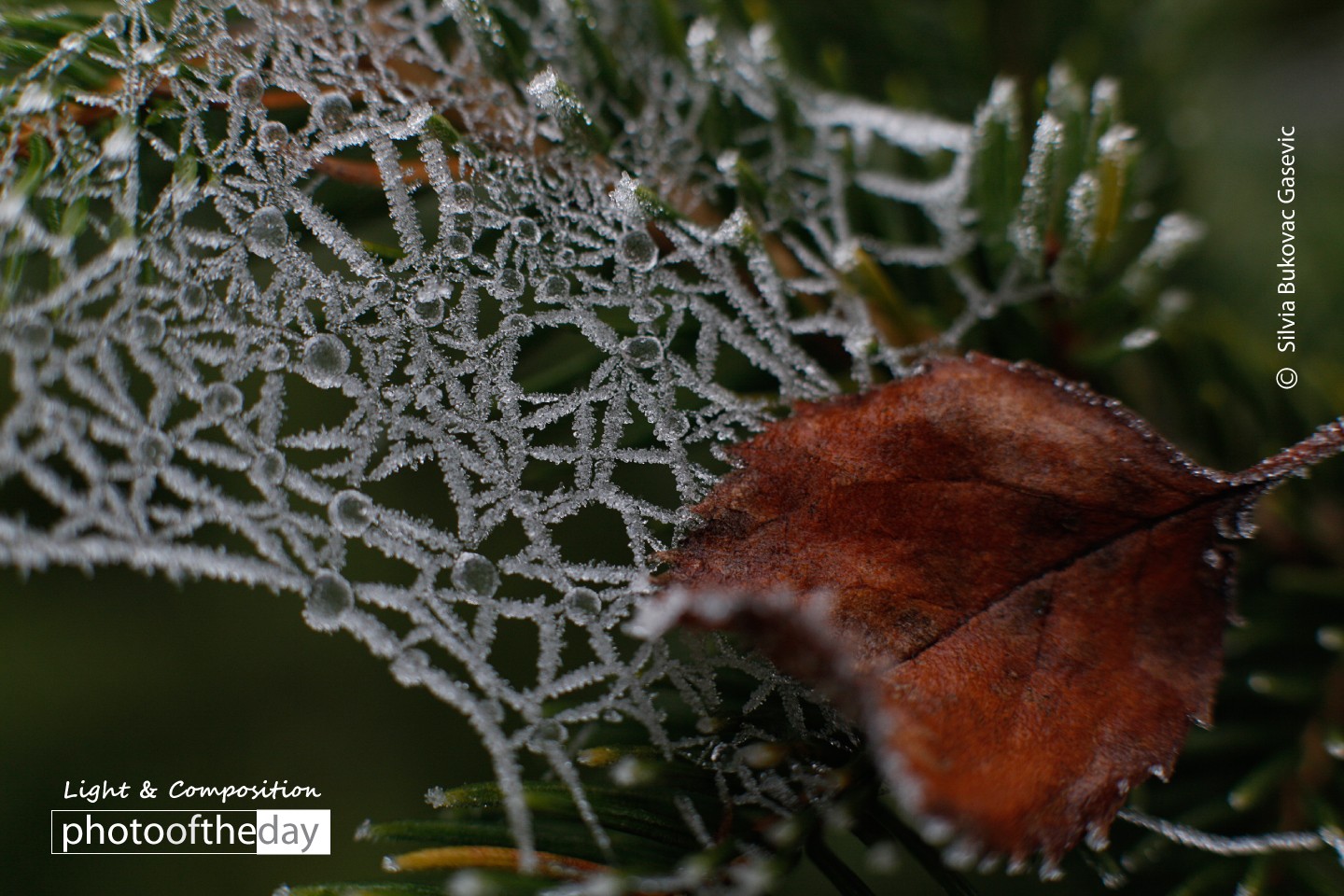 frozen spider web by silvia bukovac gasevic