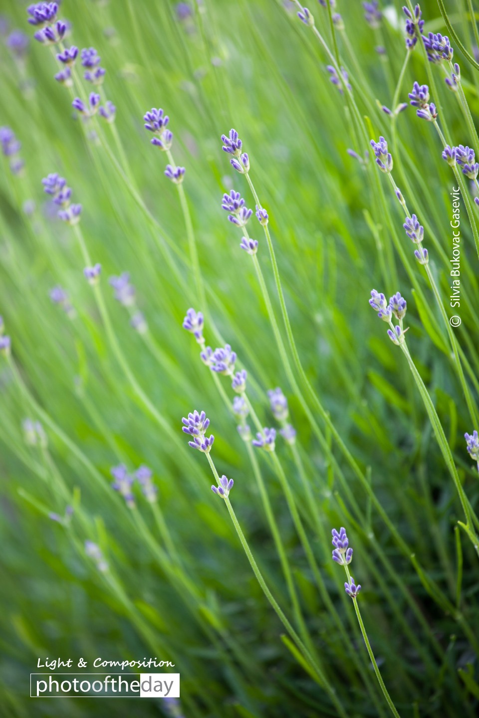 lavender by silvia bukovac gasevic