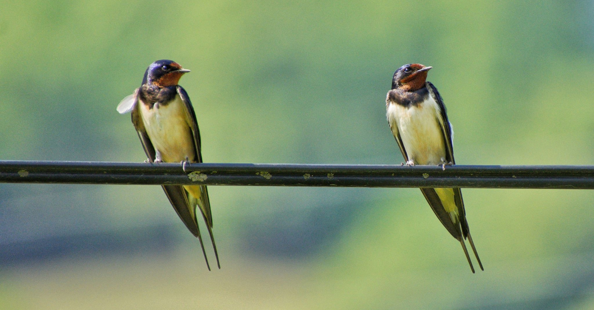 Lovers by Sarvenaz Saadat