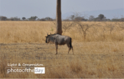 Serengeti Gnu by Ryszard Wierzbicki