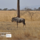 Serengeti Gnu by Ryszard Wierzbicki