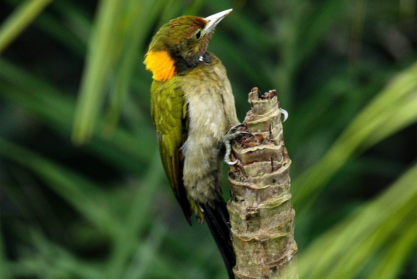 Yellownape Graces a Golpata Tree by Saniar Rahman Rahul