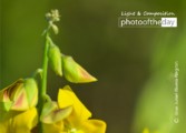 A Flower in Arecibo’s Spring by Jose Juniel Rivera-Negron