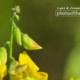 A Flower in Arecibo’s Spring by Jose Juniel Rivera-Negron