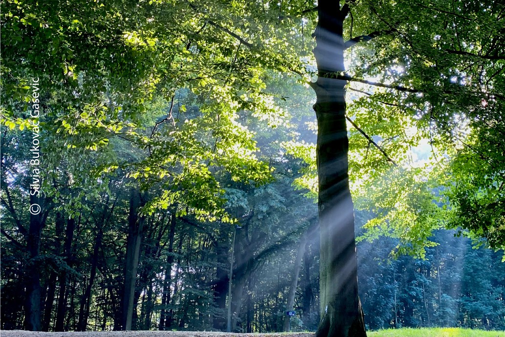 A Late Summer Morning by Silvia Bukovac Gasevic