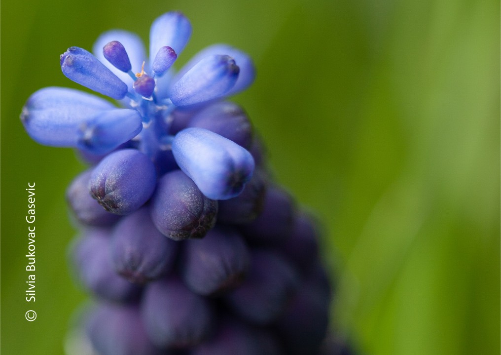 Nature in the Spring by Silvia Bukovac Gasevic