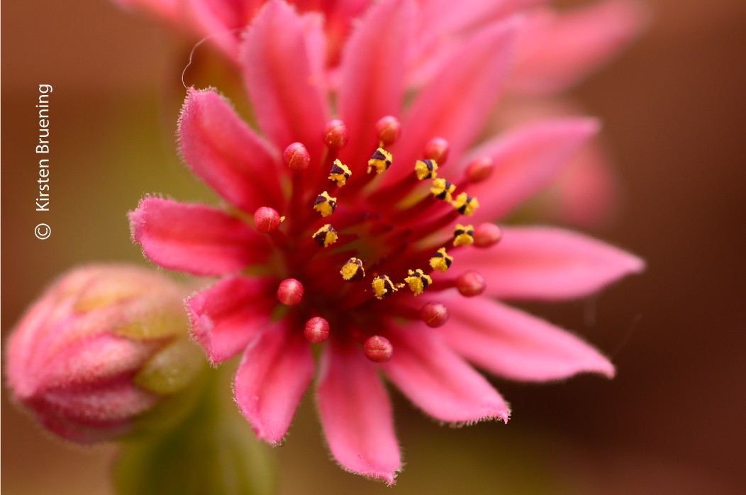 Attracted by the Light by Kirsten Bruening