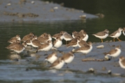 Terek Sandpipers and Mixed Waders in Sundarbans by Saniar Rahman Rahul