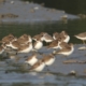 Terek Sandpipers and Mixed Waders in Sundarbans by Saniar Rahman Rahul