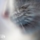 Whiskers by Silvia Bukovac Gasevic